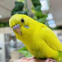【最新画像更新＊1人餌＊】お腹いっぱいになったら眠くなるよね( ´꒳​` ) .｡oOセキセイインコ(ハルクイン)
