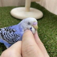 お見逃しなく‼️最新画像・動画になりますよ〜♪トキメキたくさん！！① セキセイインコ　オパーリン