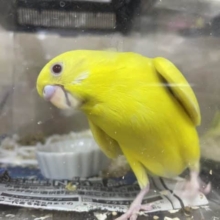 最新画像になりますよ！！ビタミンレモンカラー🟡元気いっぱい！　セキセイインコ　ルチノー