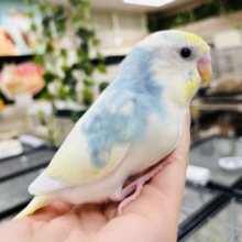 淡いカラーが人気♫セキセイインコ(パステルレインボー)