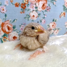 シナモン文鳥  🐤 人気カラーちゃん入舎！  9/17