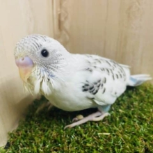 幻の水色×白　さわやかセキセイ‼️ セキセイインコ　ハルクイン