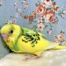 セキセイインコ  イエローパイド  💛  9/17