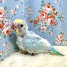 セキセイインコ  パステルレインボー 🌈  9/9