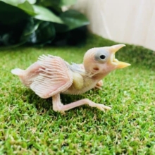 この純白さがたまりません！！　白文鳥