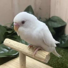 純白に輝く1番星💫　セキセイインコ　アルビノ