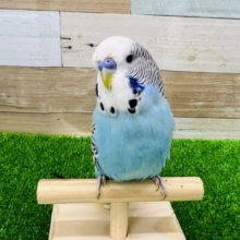 ツンデレなの♡ジャンボセキセイインコ