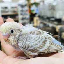 淡いレアカラーのインコさん♪セキセイインコ(シナモンオパーリン)