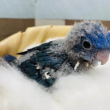 濃いめのブルーがかっこいい！サザナミインコのコバルトブルーカラー！