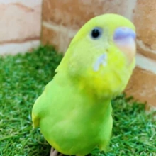 ワタワタパイドが入舎です　セキセイインコ　パイド　R４　９／６撮影
