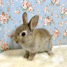 ミニウサギ  チェスナット  男の子 🐰 9/13