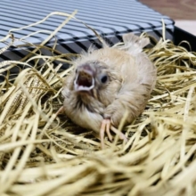 ごはん大好きなヒナさんです！キンカ鳥のシナモンカラー！