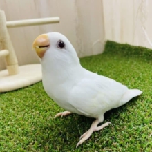 最新画像になりますよ‼️パッチリ💕目があったらメロきゅん！　コザクラインコ　ブルーイノ