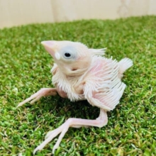 ‼️ハッピー白文鳥‼️まるで天使さん！　