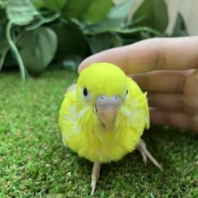 セキセイインコ ダブルファクター