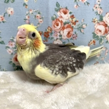 オカメインコ  パールパイド  。ﾟ○     9/30