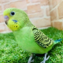 これがセキセイです　セキセイインコ　R４　９／６撮影