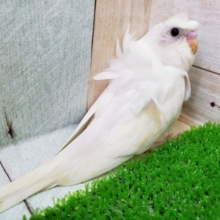 最新画像更新☆白い天使なんです～羽衣セキセイインコちゃん！