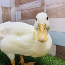 最新画像更新☆美白で綺麗なコールダックやって来ました！！
