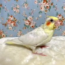 オカメインコ  ルチノー  🐥  9/30