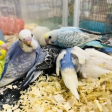【9/30まで！】‪☆小山店限定‪☆セキセイインコ ヒナ イベント開催中〜！！