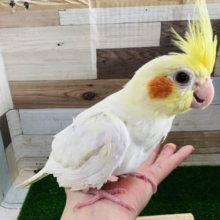 1人餌☆オカメインコ ルチノー