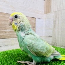 大人気カラー！パステルレインボースパングルセキセイインコ！