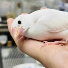 【最新画像更新です！】やはり惹かれます。。その「無」な感じっ　白文鳥です！
