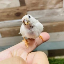 最新画像有り☆手乗り練習中の綺麗な仔！キンカチョウのシルバーカラー！