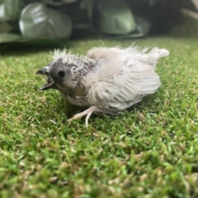 ニーニー鳴きます💕②びっくり可愛いキンカチョウさん！　キンカチョウ　シルバー