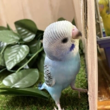 トキメキたくさん！！② セキセイインコ　オパーリン