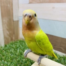 最新画像有り☆おっとりとした可愛いヒナさんです！コザクラインコのタイガーチェリーカラー！