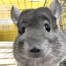 この時期からオススメなチンチラちゃんフェア！　期間限定です！