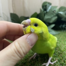 ふれあい写真盛りだくさん！⭐️あざとさ全開！？　緑のセキセイさん！　セキセイインコ　スパングル