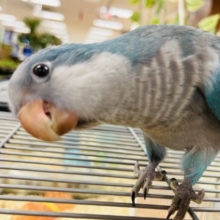 おめめくりっくり美形さん！オキナインコ(ブルー)