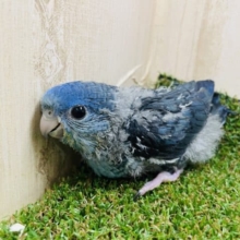 深めな色合い！人気のサザナミさんです！　サザナミインコ　コバルトブルー