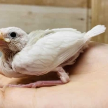 大人気な美白カラー♪白文鳥のヒナがやって来ました〜
