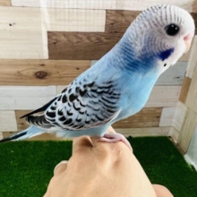 ヒナだよ！ブルーオパーリン☆セキセイインコ