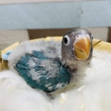 元気いっぱいなしっかりさん！ブルーボタンインコ！
