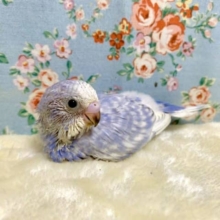 セキセイインコ  バイオレットスパングル💜  9/9