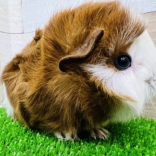 クルクル♪外国人風？イケメンモルモット！