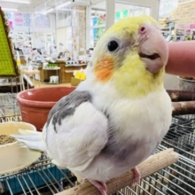 最近画像更新！1人餌✨オカメインコ(パイド)さん入荷しました〜❤