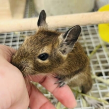 将来はベタ慣れ！？デグー(男の子)ノーマル