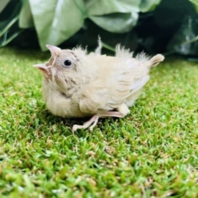 レアですよ！！キンカチョウさんになります！　キンカチョウ　シナモンパイド