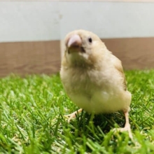 最新画像有り☆あと1羽！このサイズ感が可愛すぎます♡キンカ鳥シナモンカラー♪