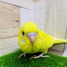 でかフェイス♡セキセイインコパイド