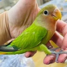 最新画像更新☆ニコイチ♡鮮やかなオパーリン小桜インコー！