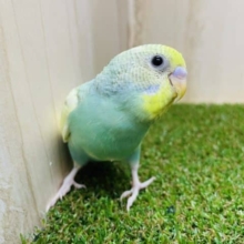 注目です！最新画像になりますよ～！！セキセイインコ パステルレインボースパングルパイド