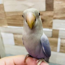 最新画像有り☆明るいバイオレットが綺麗なレアカラー！コザクラインコのバイオレットシナモンオパーリンカラー！