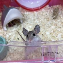 メロメロ‼️カイロちゃんだよ！！　カイロトゲマウス　男の子